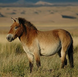 лошадь пржевальского